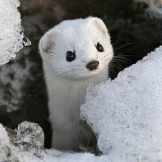 a small white animal standing next to snow covered rocks and looking at the camera with an intense look on its face