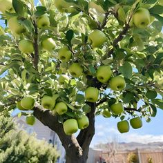 an apple tree filled with lots of green apples