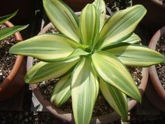 a close up of a plant in a pot