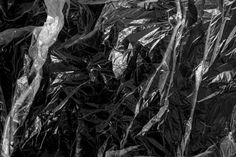 black and white photograph of leaves covered in tin foil