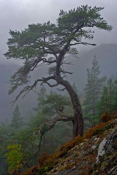 a lone tree on the side of a mountain with fog in the sky behind it