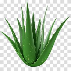 an aloena plant with green leaves on it, transparent background png clipart