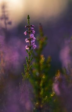 purple flowers are in the foreground and blurry background