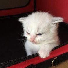 a small white kitten sitting inside of a red suitcase