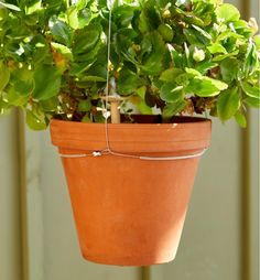 a potted plant hanging from a wire