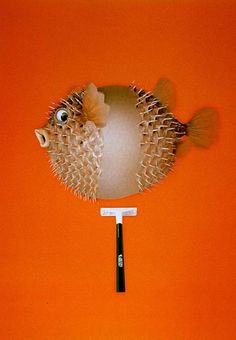 an orange wall with a fish shaped mirror hanging on it's side and a toothbrush in the foreground