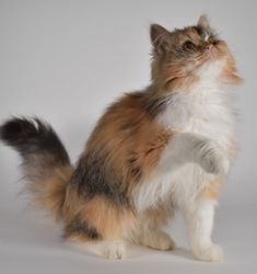 a fluffy cat standing on its hind legs