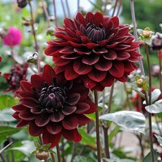 some red flowers are growing in the garden