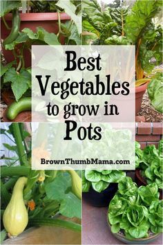 the best vegetables to grow in pots