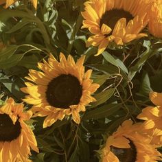 a large group of yellow sunflowers with green leaves