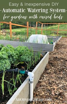 an outdoor garden with raised beds and plants growing in it, text overlay reads easy & expensive diy automatic watering system for gardens with raised beds