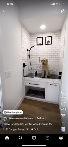 a dog sitting on top of a counter in a bathroom