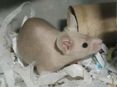 a mouse sitting in a pile of shredded paper