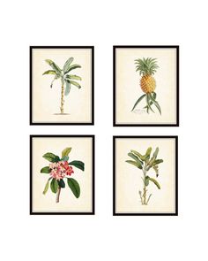 four framed pictures with different types of plants