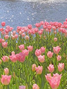 pink tulips are blooming near the water