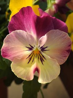 a pink and yellow flower with green leaves