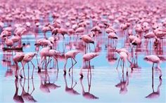 many pink flamingos are standing in the water