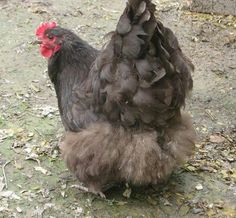 a brown and black chicken with a red comb on it's head standing in the dirt