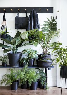 several potted plants are sitting on a shelf in front of a wall mounted coat rack