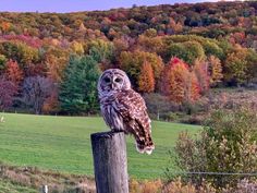 an owl sitting on top of a wooden post in front of a lush green field