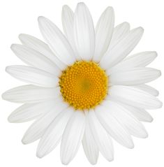 a white daisy with yellow center on a white background