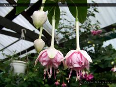 three pink flowers hanging from a plant in a greenhouse