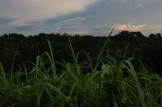 the sky is filled with clouds and green grass in the foreground, as well as trees on the far side