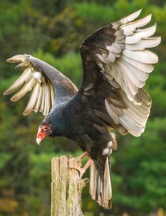 a bird with its wings spread on top of a wooden post