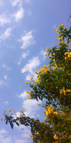 yellow flowers are blooming on the branches of trees against a blue sky with clouds