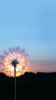 a dandelion with the words wish written on it in front of a sunset