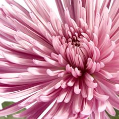 a large pink flower with green leaves on the bottom and center, in front of a white background