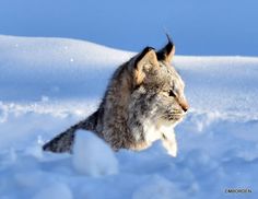 a lynx in the snow looking at something