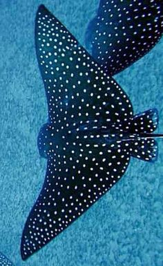 a black and white spotted fish laying on top of a blue towel