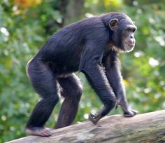 a small monkey is standing on a log