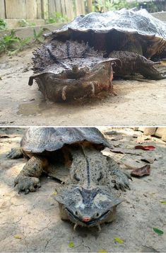 two pictures of an alligator and a turtle in the same photo, one is laying on the ground