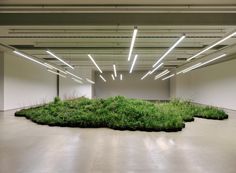 an empty room with grass growing on the floor