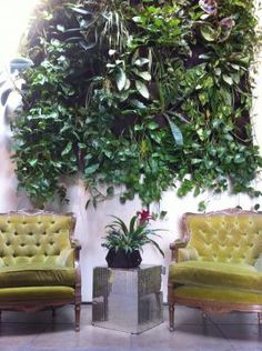 a living room with two green couches and a plant on the wall