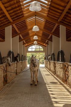 two horses are standing in the stable with their heads turned to look at the camera