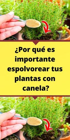 two pictures showing how to grow plants in pots with the words'por que es importante