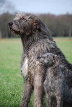 an adult dog standing next to a baby dog on top of a grass covered field