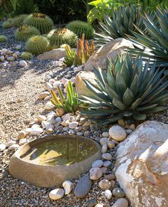 an image of a garden with rocks and plants