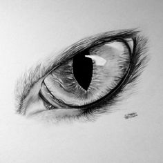 a drawing of an animal's eye with the iris partially closed, showing it's long eyelashes