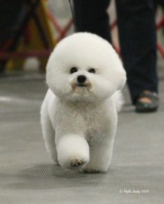 a small white dog walking across a floor