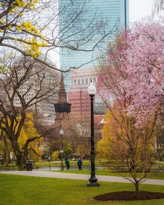 people are walking through the park in front of tall buildings and trees with pink flowers