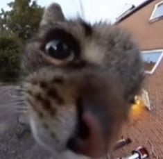 a blurry image of a cat's face with its mouth open and eyes wide open