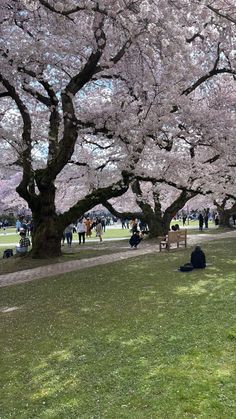 people are sitting on the grass under cherry blossom trees in an open area with green grass