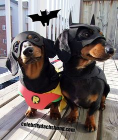 two dachshund dogs dressed up as batman and robin wayne on a deck