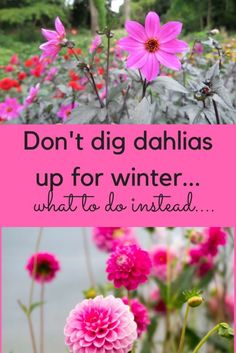 pink flowers with the words don't dig dahlias up for winter what to do instead