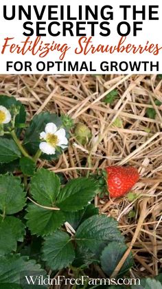 fertilizing strawberries Strawberry Plants Ideas, Plant Carrots, Growing Strawberries In Containers, Garden Strawberries, Garden Preparation, How To Plant Carrots