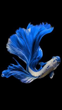 a blue and white fish with long tail swimming in the dark water on a black background